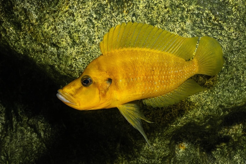 Altolamprologus compressiceps 'Rubumba'